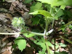 Image of great waterleaf