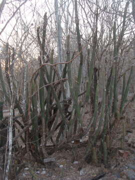 Plancia ëd Pilosocereus purpusii (Britton & Rose) Byles & G. D. Rowley