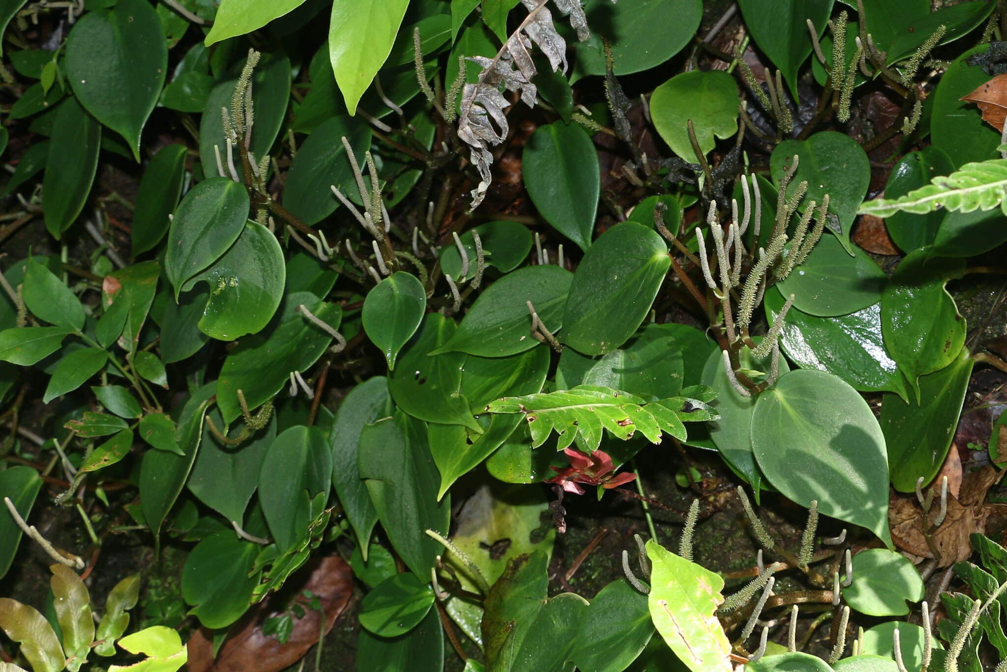 Image of Peperomia distachyos (L.) A. Dietr.