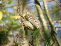 Image of Small-headed Elaenia