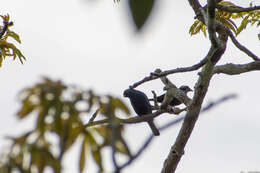 Image of Opal-crowned Tanager