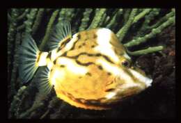 Image of Anoplocapros