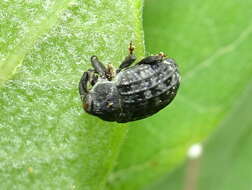 Image of Milkweed Stem Weevil