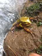Image of Porthole Treefrog