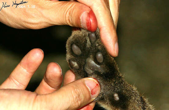 Image of Iriomote Cat