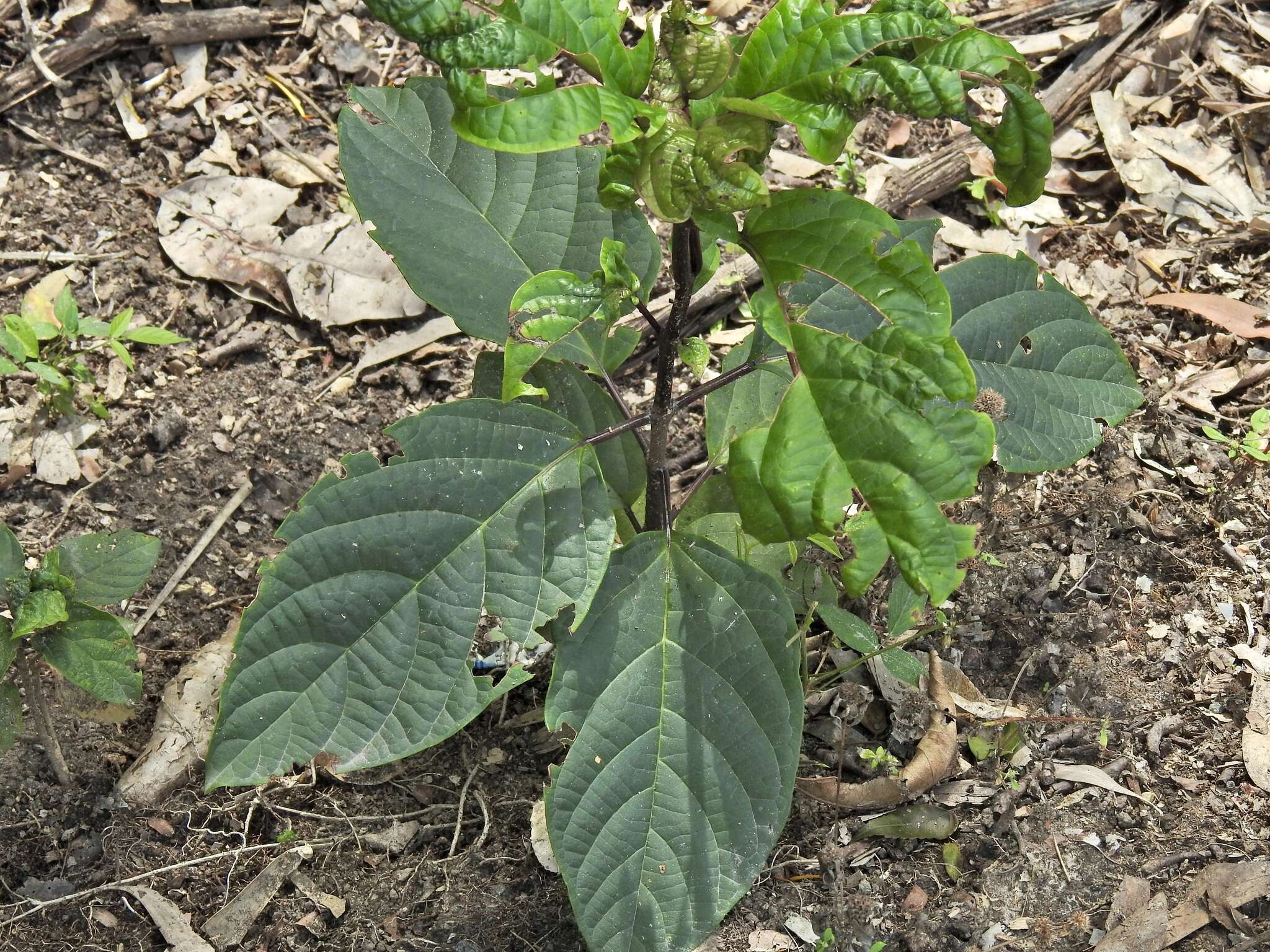 Imagem de Clerodendrum longiflorum Decne.