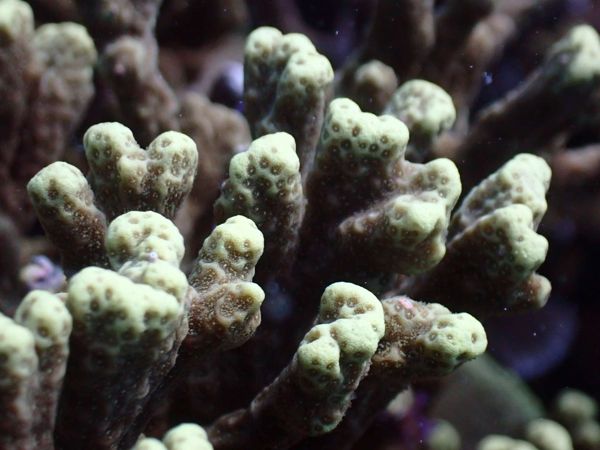 Image of hump coral