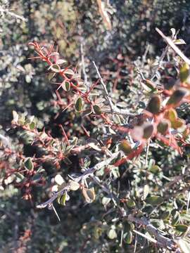 Image of Putterlickia saxatilis (Burch.) M. Jordaan