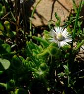 Imagem de Drosanthemum hispifolium (Haw.) Schwant.