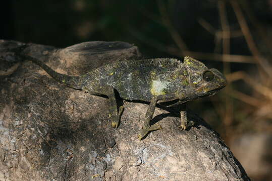 Image of Arabian Chameleon