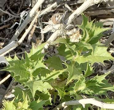 Image of hollyleaf bur ragweed