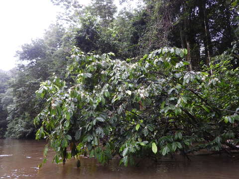 Imagem de Quararibea guianensis Aubl.