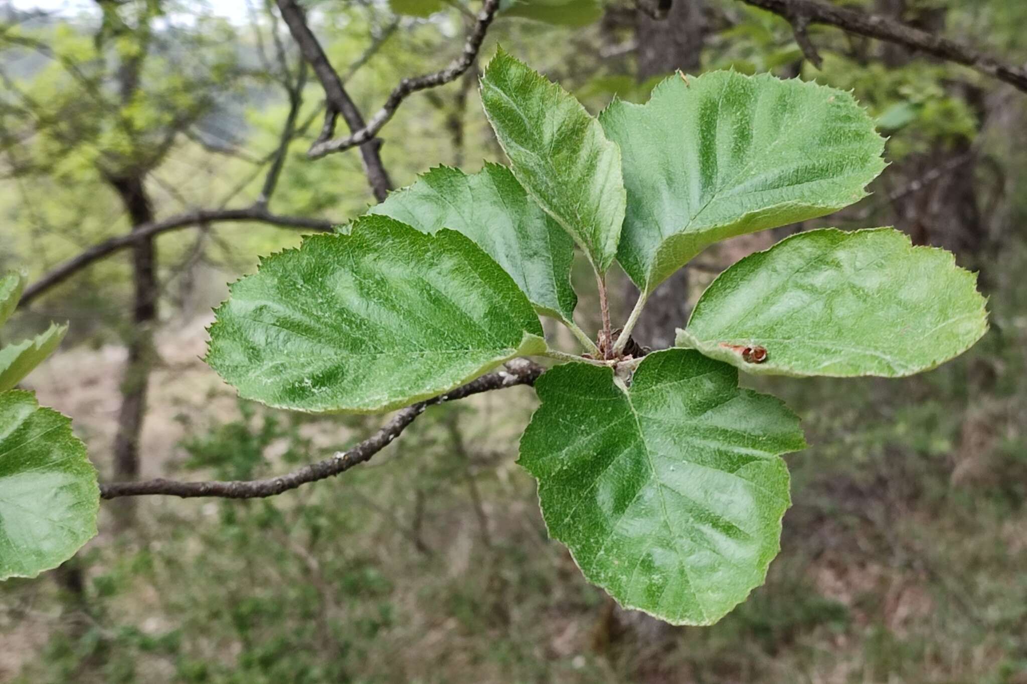 Image de Karpatiosorbus latifolia (Lam.) Sennikov & Kurtto