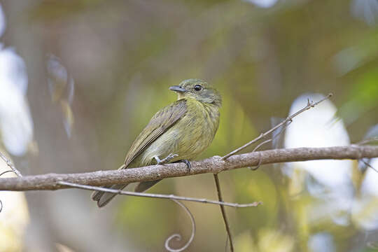 صورة Xenopipo atronitens Cabanis 1847