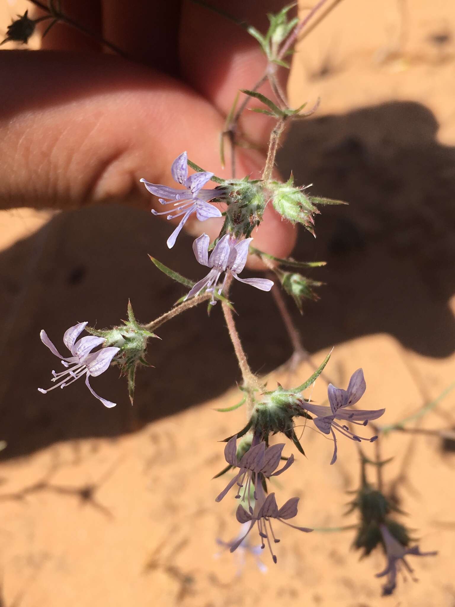 Imagem de Eriastrum eremicum subsp. zionis (T. T. Craig) S. J. De Groot