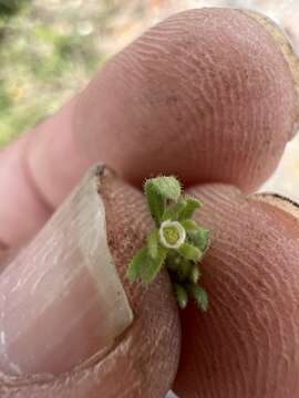 Image of wishbone fiddleleaf