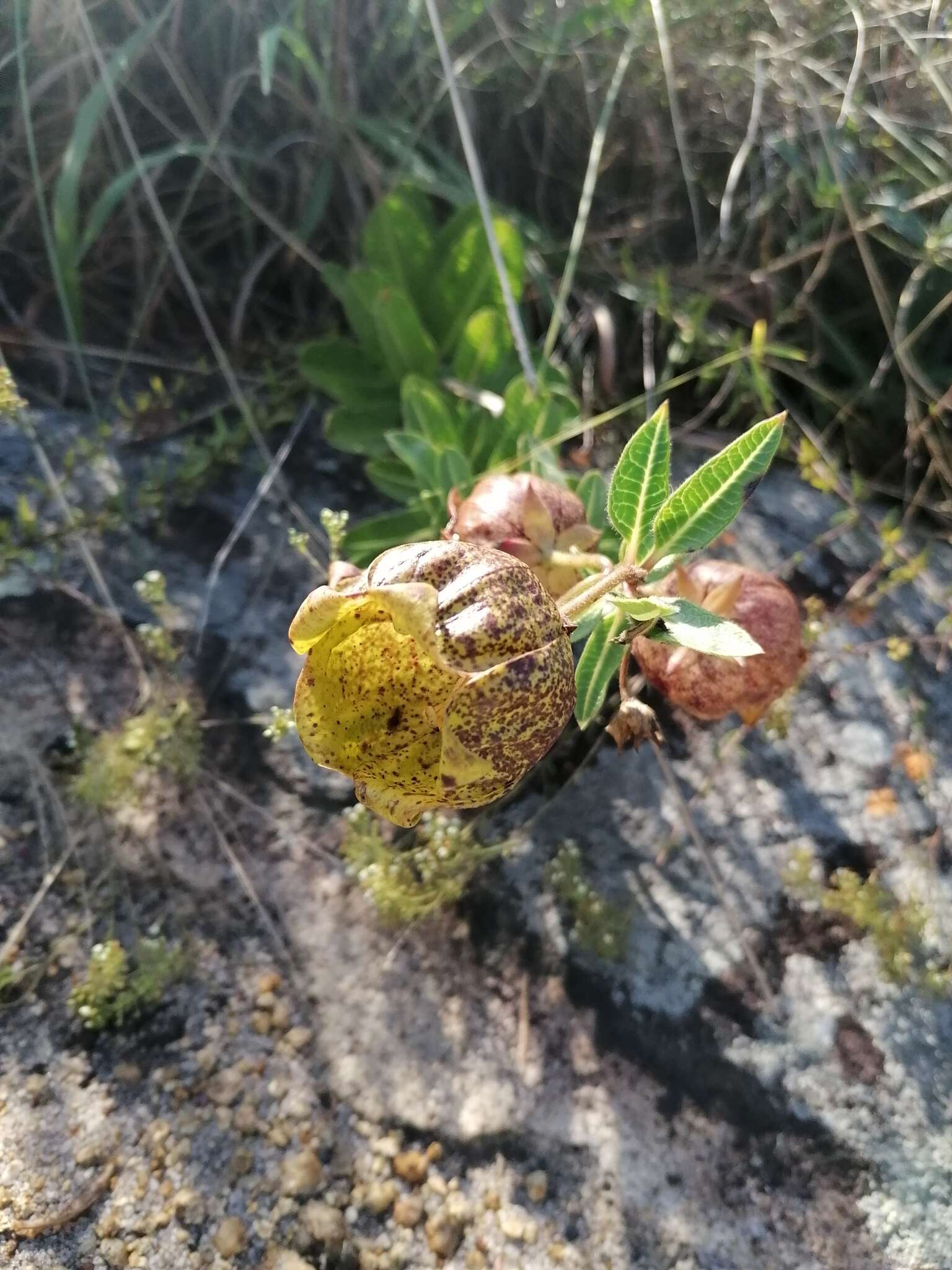 Sivun Pachycarpus grandiflorus (L. fil.) E. Mey. kuva