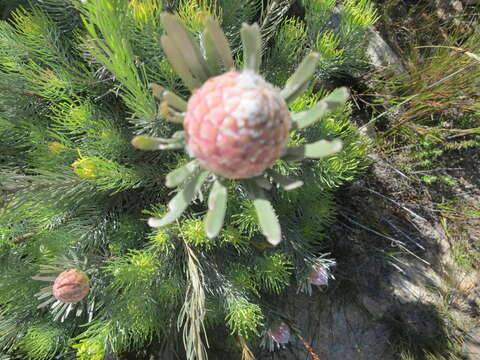 Image of Linear-leaf Conebush