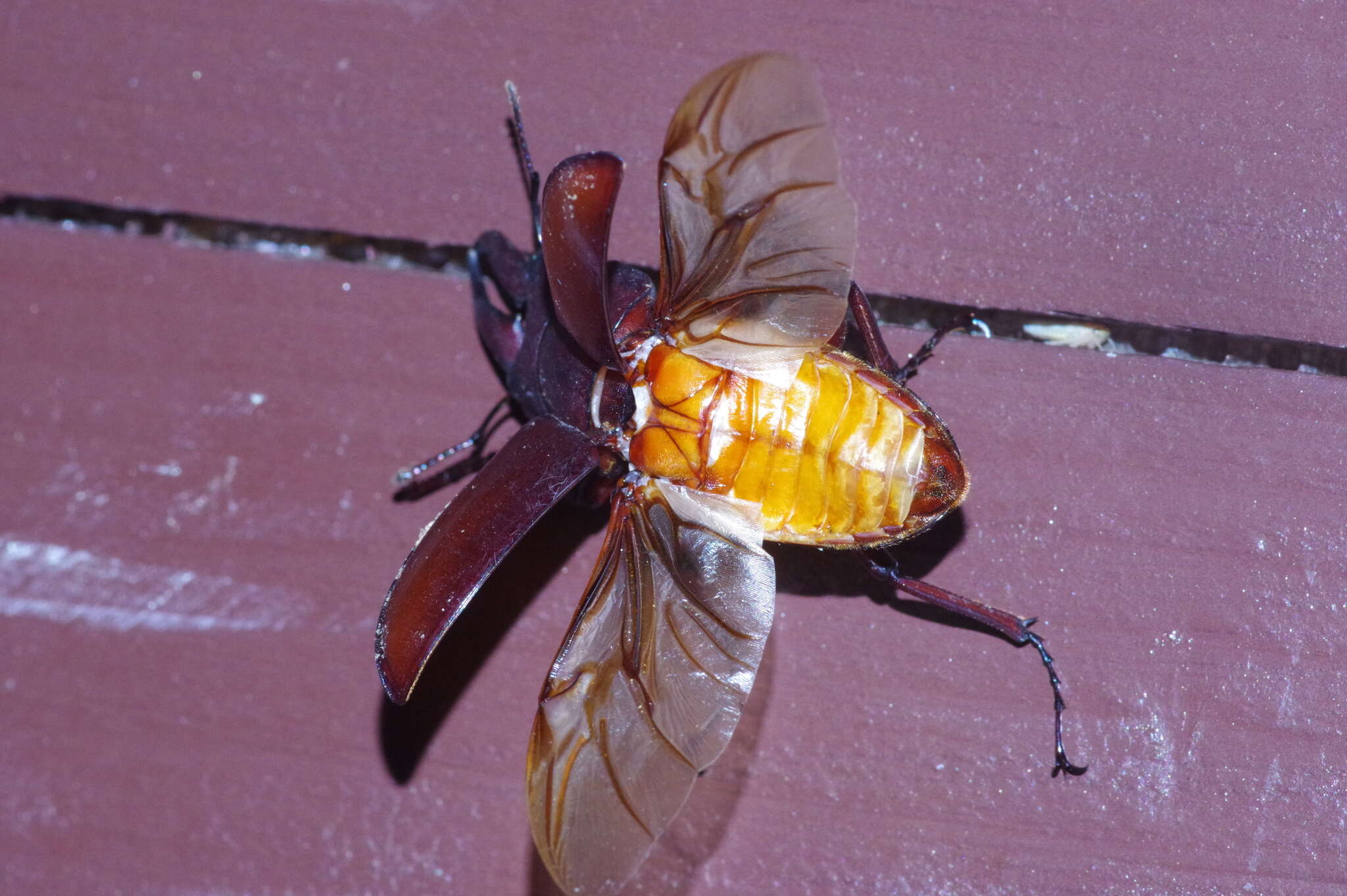 Image of Prosopocoilus (Psalidoremus) dissimilis Boileau 1898