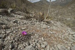 Image of Thelocactus rinconensis subsp. freudenbergeri (R. Haas) Mosco & Zanov.