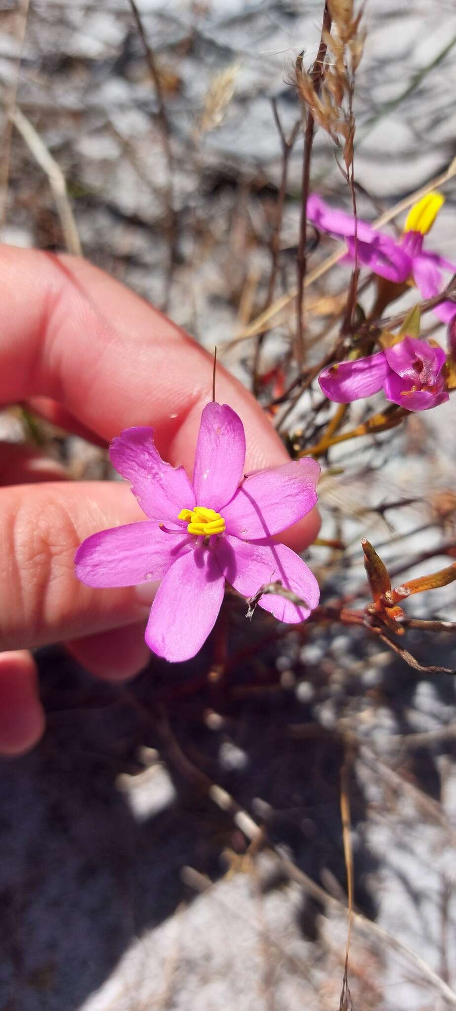 صورة Chironia linoides L.