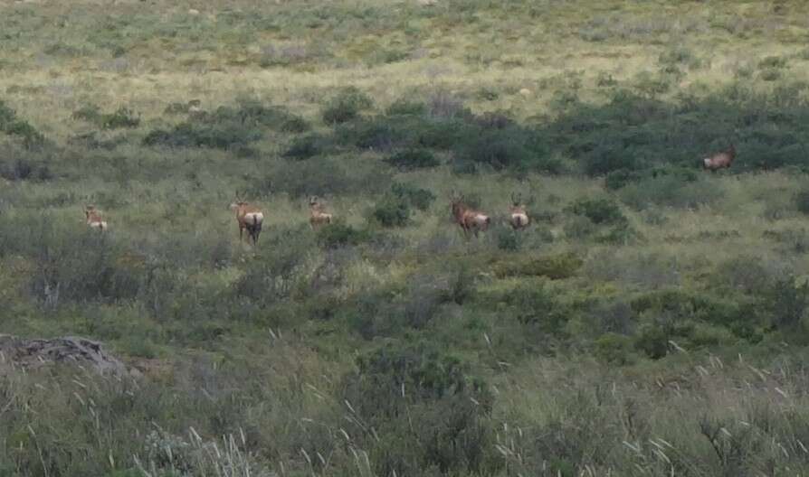 Image of Hartebeest