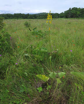 Image of Ligularia jaluensis Kom.