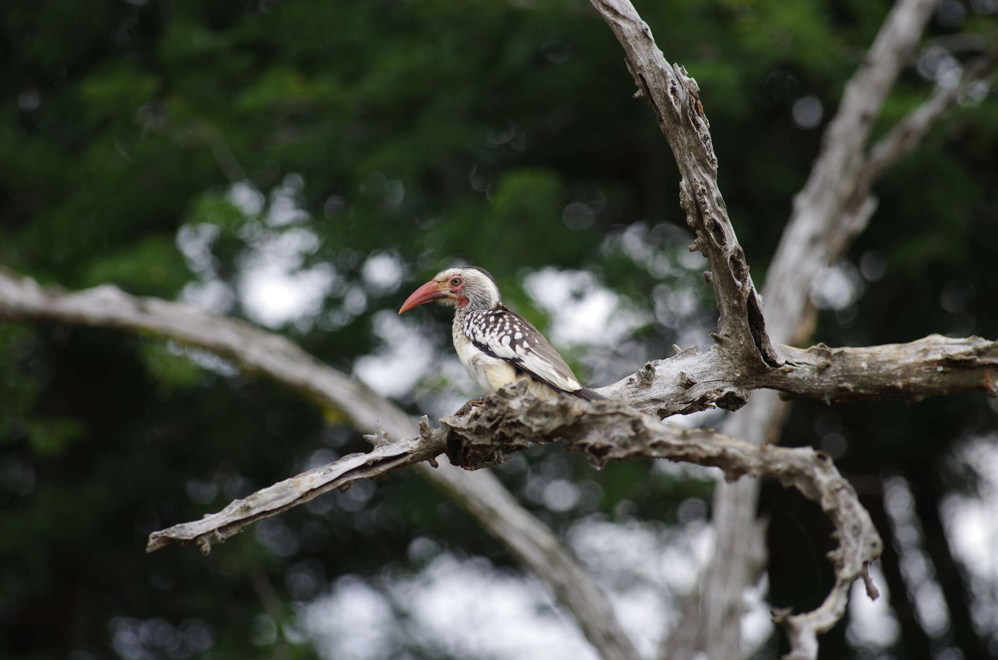 Image of Southern Red-billed Hornbill