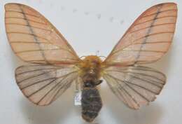 Image of Anisota dissimilis (Boisduval 1872)