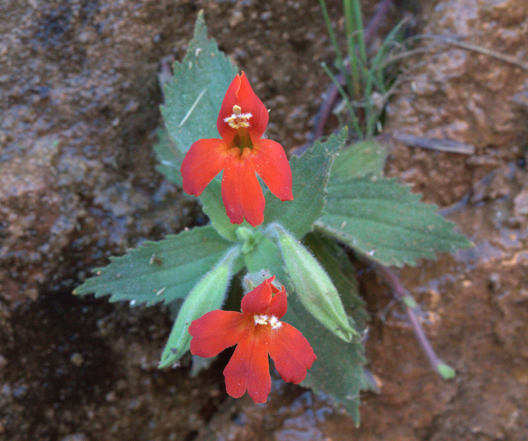 Image of Eastwood's Monkey-Flower