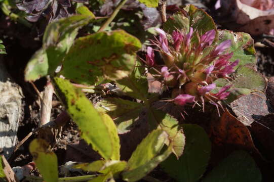 Imagem de Trifolium spumosum L.