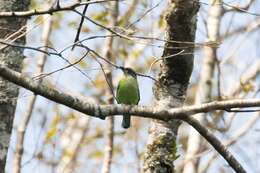 Image of Golden-throated Barbet