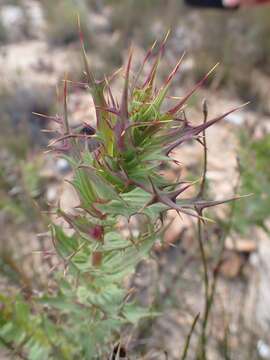 Image of Berkheya cruciata (Houtt.) Willd.