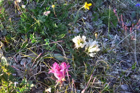 Image of Astragalus pseudoadsurgens Jurtzev