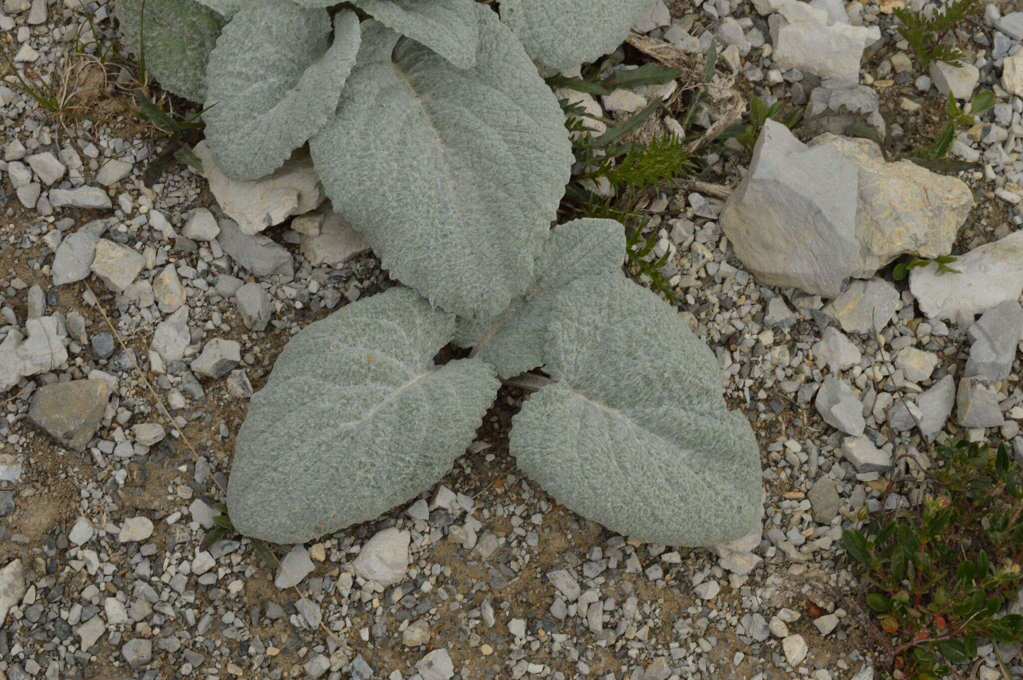 Image of Berardia lanuginosa (Lam.) Fiori & Paol.