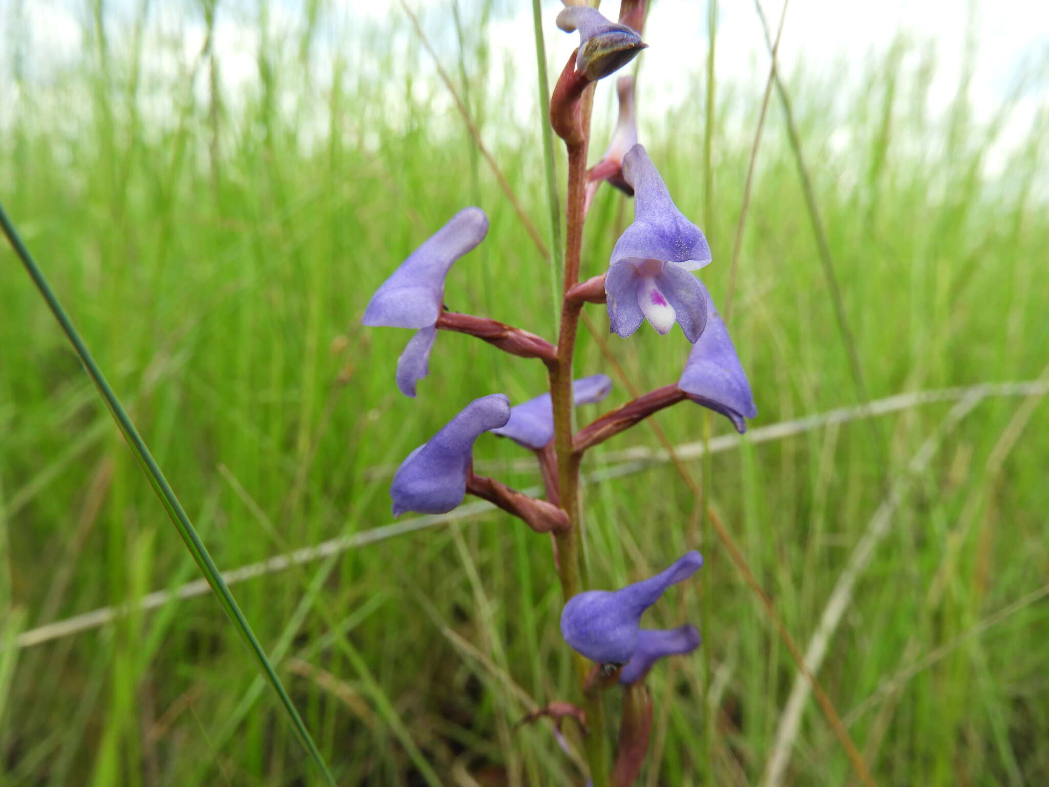 Image of Disa equestris Rchb. fil.