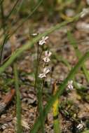 Image de Stylidium calcaratum R. Br.