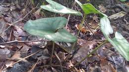 Image de Hexastylis arifolia (Michx.) Small