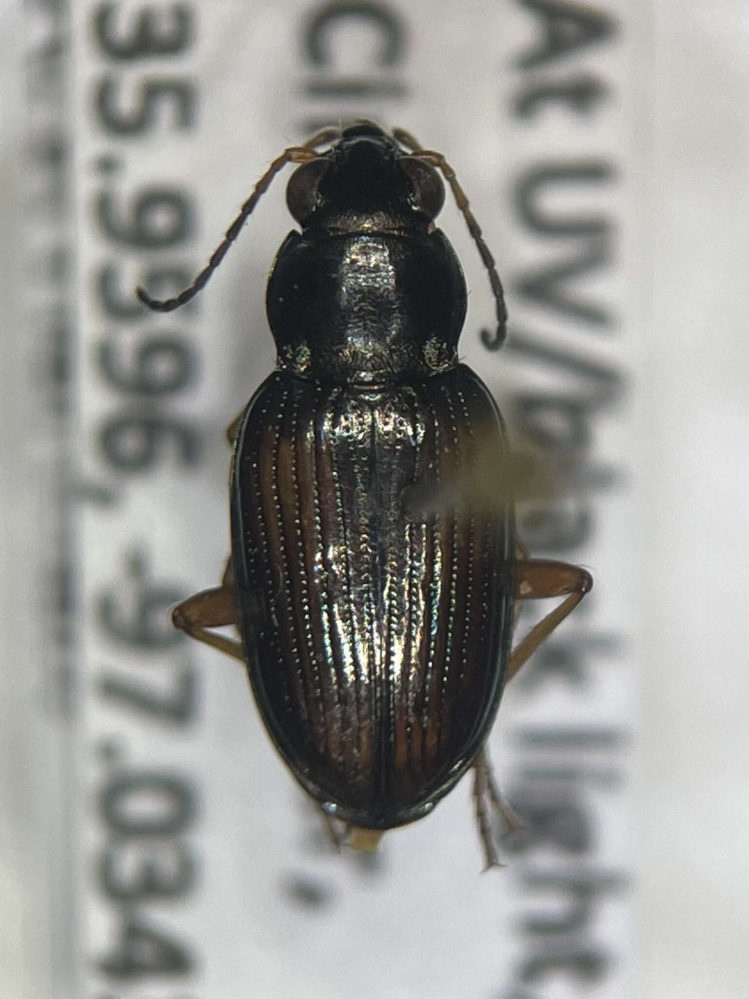 Image of Bembidion (Odontium) confusum Hayward 1897