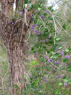 Image of Australian lilac vine