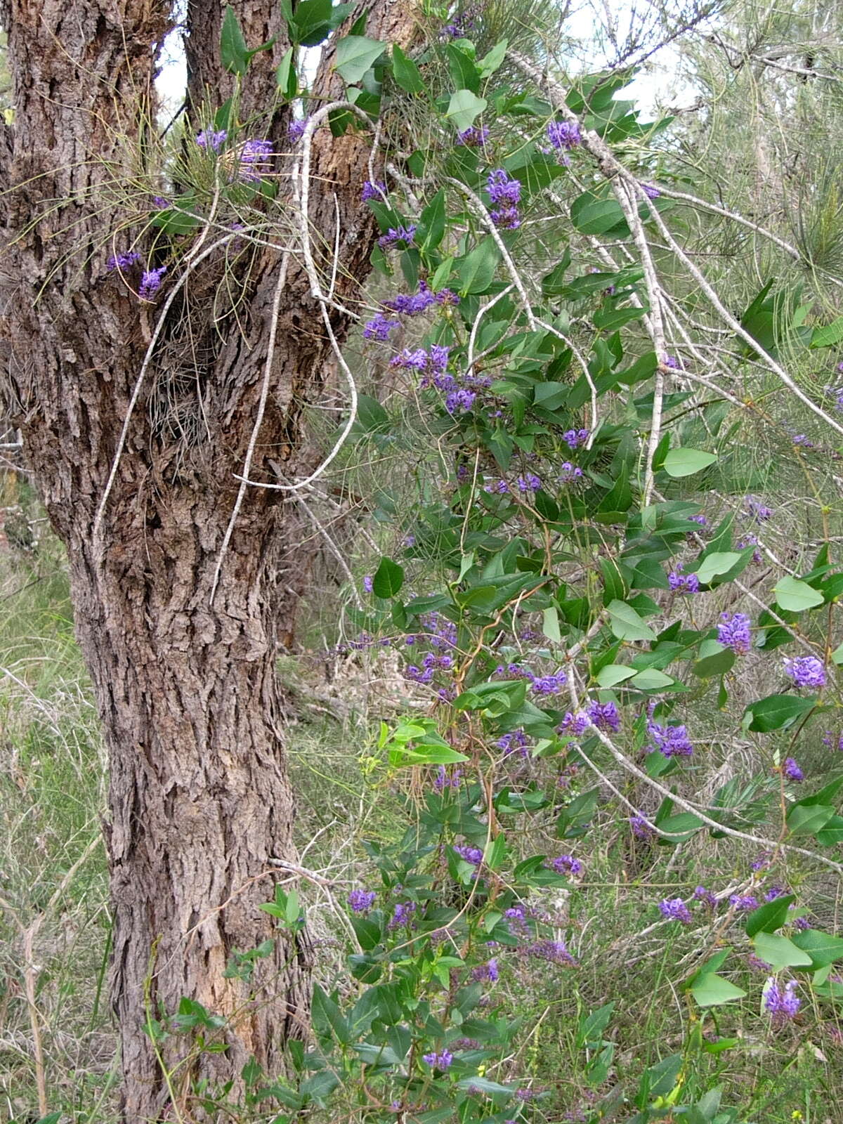 Image of Australian lilac vine