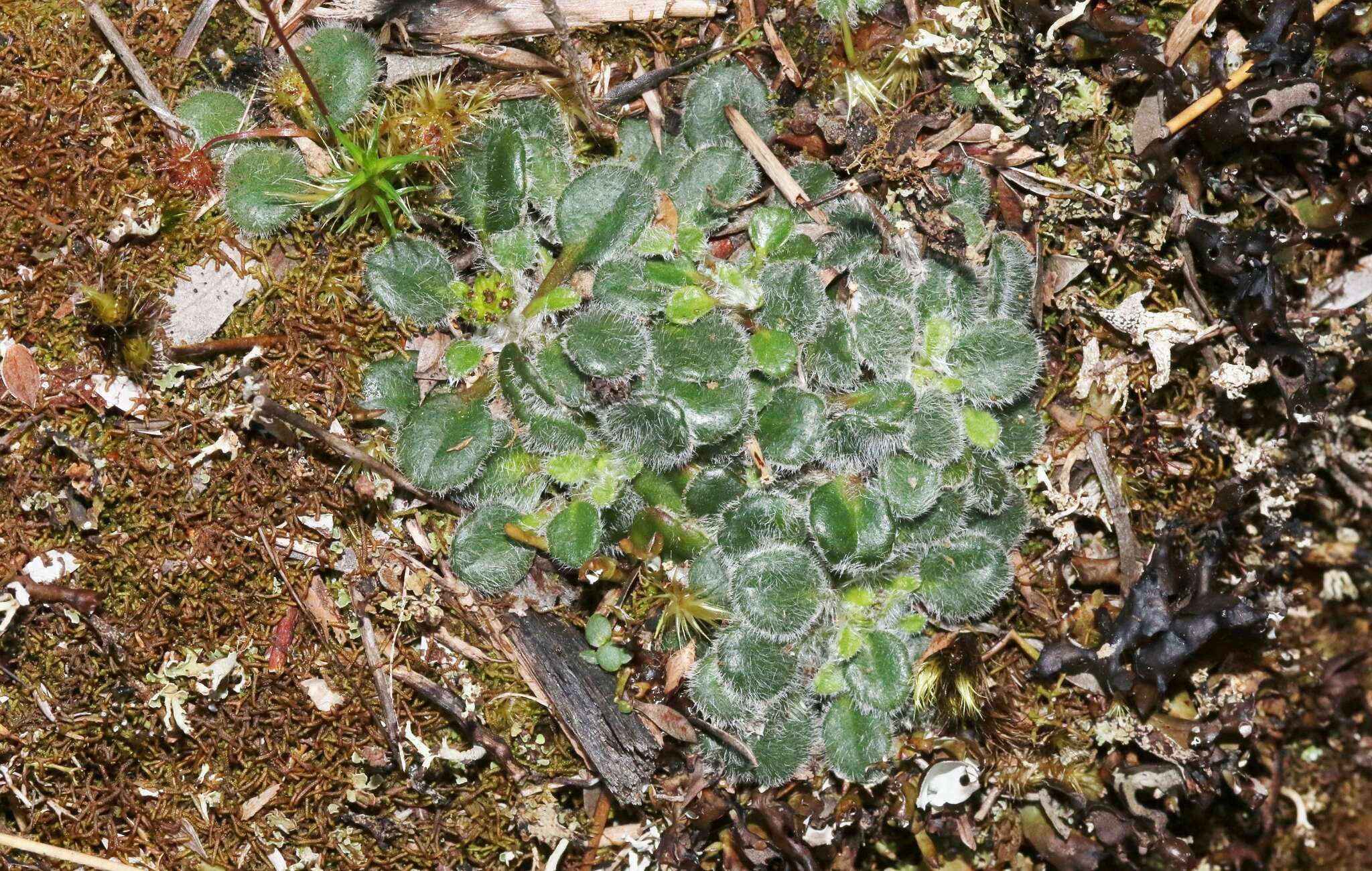 Actinotus bellidioides (Hook. fil.) Benth. resmi