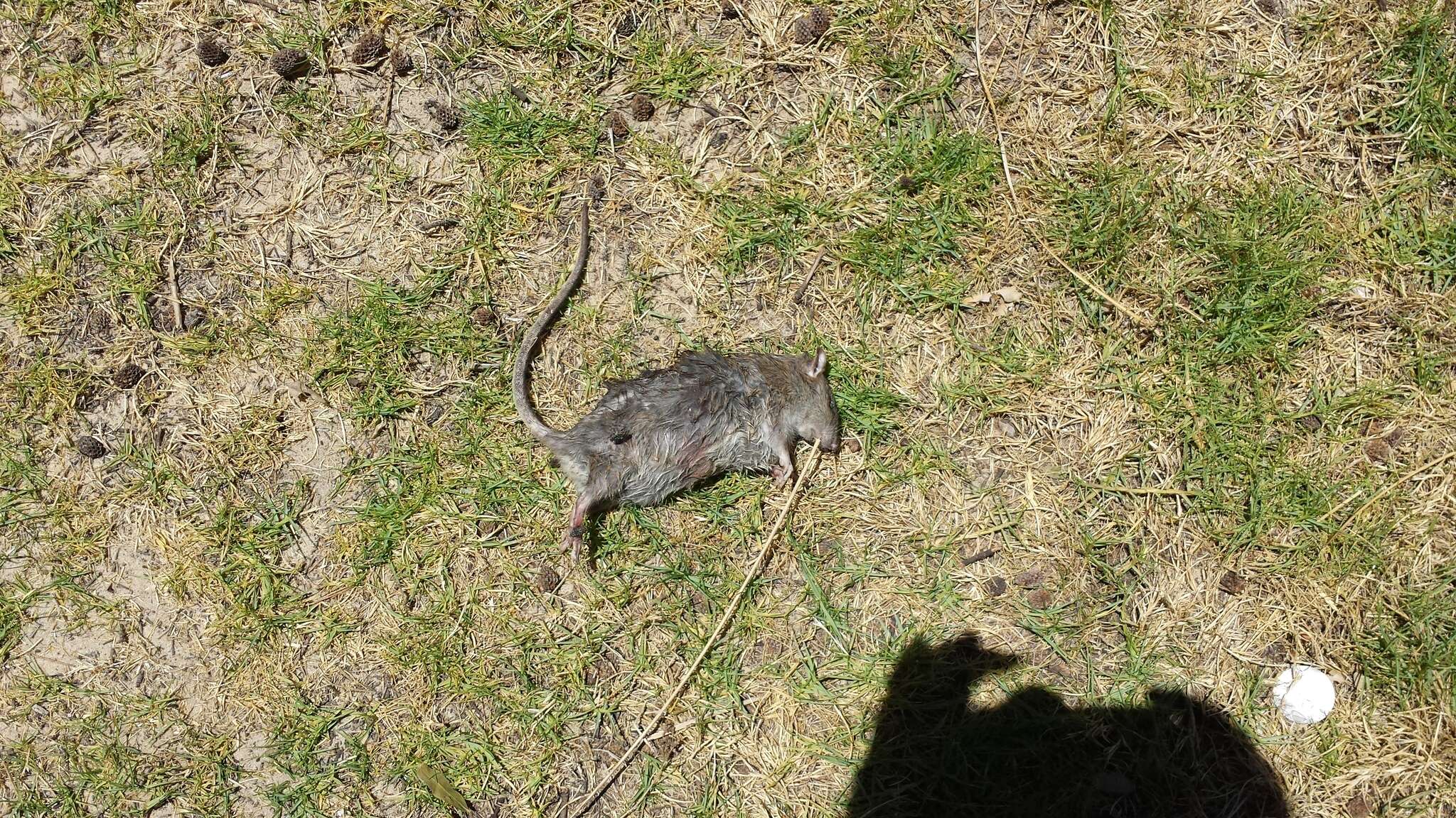 Image of Brown Rat