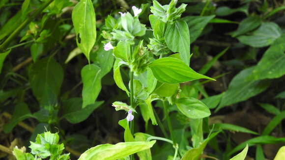 Imagem de Dicliptera chinensis (L.) Juss.