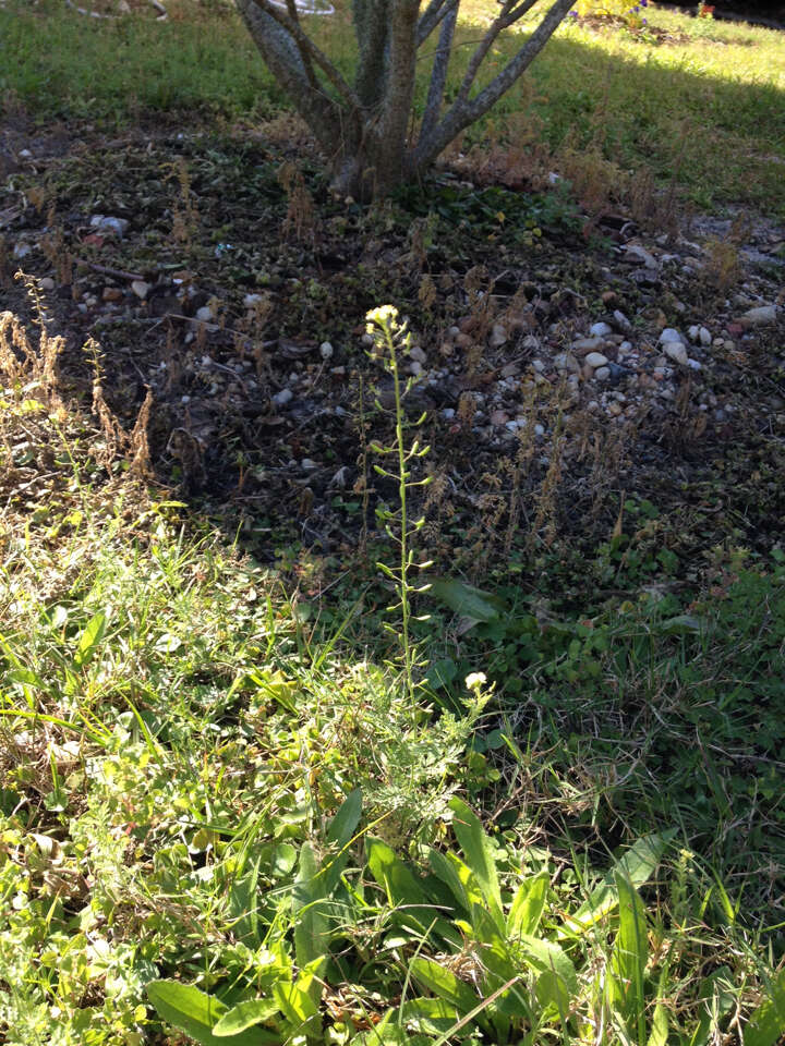 Image of western tansymustard