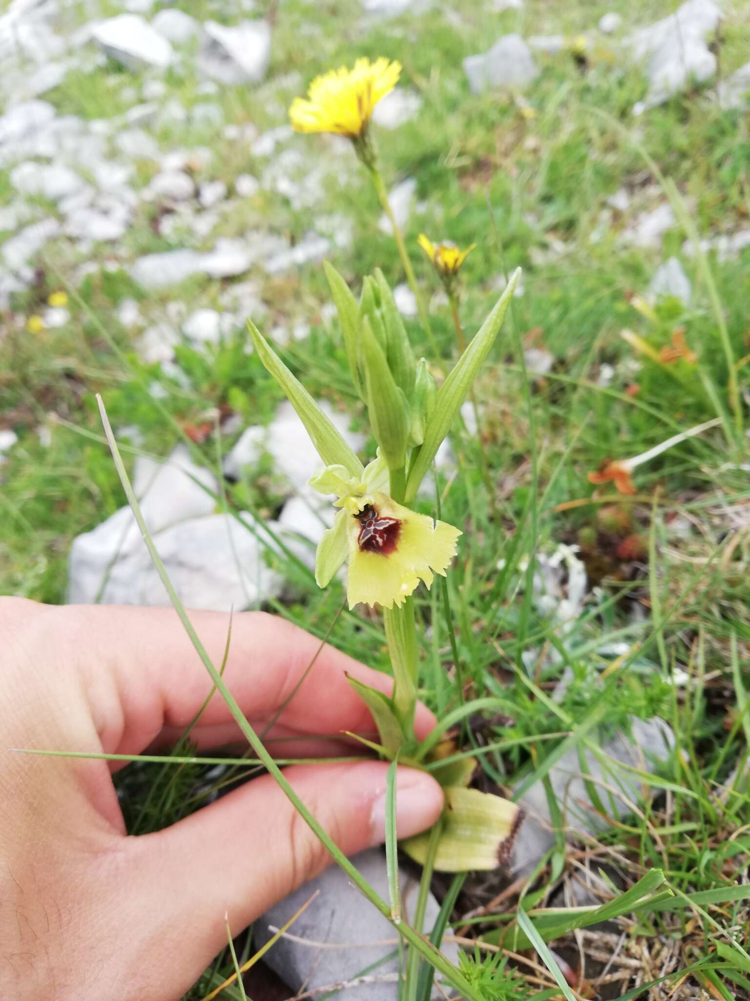 Image of Ophrys fuciflora subsp. lacaitae (Lojac.) Soó