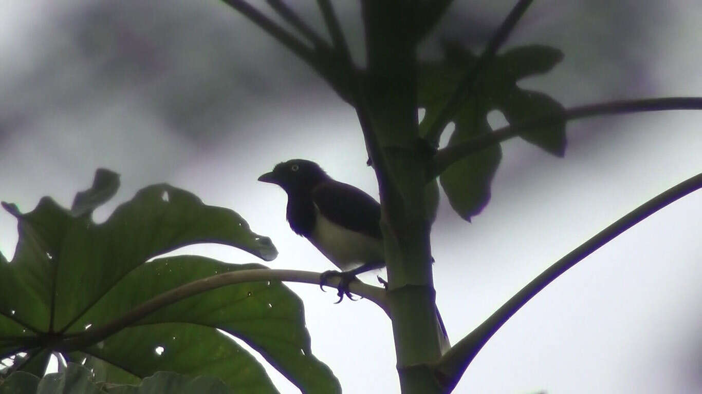 Image of Black-chested Jay