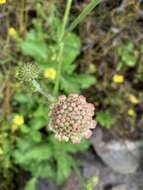 صورة Scabiosa africana L.