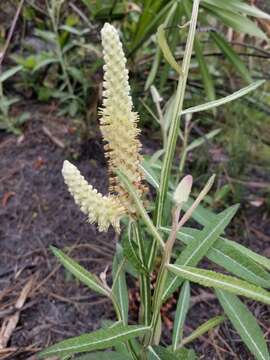 Image of dense-spike blackroot