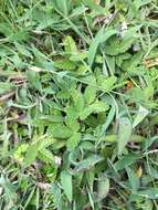 Image of Potentilla discolor Bunge